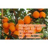 柳州菠蘿產(chǎn)業(yè)與鵬瑞農(nóng)業(yè)開發(fā) 菠蘿特性解析及農(nóng)業(yè)開發(fā)實(shí)踐